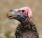 Head portrait of a Lappet faced vulture