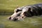 The head portrait of large hippopotamus