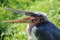 A head portrait of a marabu with a long open beak