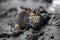 Head on portrait of Marine Iguana Amblyrhynchus cristatus staring at camera Galapagos Islands