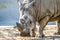 Head portrait of Rhino on the sand