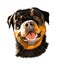 Head portrait of Rottweiler, German dog breed from multicolored paints. Colored drawing