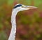 Head portrait of a single isolated heron / egret