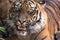 Head portrait of Sumatran tiger Panthera tigris sumatrae captive. Sumatran Tiger, Looking Particularly Angry! attica zoological