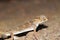 Head portrait of Teratoscincus bedriagai , Bedraiga`s wonder gecko or Bedriaga`s plate-tailed gecko