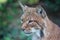 Head portrait of wild Eurasian lynx Lynx lynx