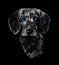 Head portrait of wire haired dachshund on black background