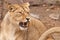 Of the head of a powerful and angry angry female lioness, grinning, slightly open jaws, snarling, symbolizing a pent-up rage in