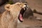 Head of a powerful and angry female lioness close-up, open mouth with bared teeth and red tongue. profile view