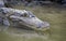 Head of predatory caiman or crocodile is reflected in the water of tropical river