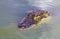 Head of  predatory reptile crocodile on the surface of the water