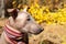 The head of pretty pale dog in bright stripped scarf on the autumn/fall background.