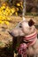 The head of pretty pale dog in bright stripped scarf on the autumn/fall background.