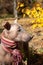 The head of pretty pale dog in bright stripped scarf on the autumn/fall background.