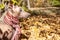 The head of pretty pale dog in bright stripped scarf on the autumn/fall background.