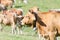 Head profile portrait of red ginger cattle