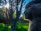 Head profile of a Scottish Fold cat in a ray of sun.