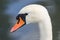 Head profile single portrait of white graceful swan