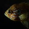 Head of pumpkinseed sunfish (Lepomis gibbosus)