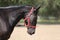 Head of a purebred  black colored saddle horse during training