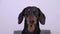 Head of a purebred dog dachshund breed close-up looks as if a man
