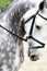 Head of a purebred grey dressage horse outdoors