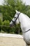 Head of a purebred grey dressage horse outdoors against green na