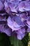 Head of purple hydrangea