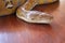 Head python yellow pattern on a table edge. Close up of snake skin texture use for background. Portrait of a Albino reticulated