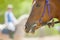 Head of racing horse closeup before start