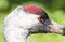 The head of the Red Crowned Crane close-up.