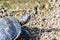 Head of a Red Eared Terrapin tortoise - Trachemys scripta elegans on the shore of a pond lake. Reptile animal in nature, turtle in