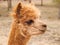 Head of red-haired lama guanaco