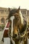 The head of a red horse with white spots and a black forelock in a harness, waiting for children to walk around the square in the