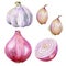 A head of red onion, garlic and garlic cloves, hand-drawn in colored pencil, A set of botanical illustrations