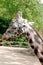 Head of a red-shield giraffe Giraffa from the side camelopardalis Rothschild