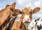 Head of a red and white friendly cow who is standing between some other cows