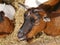 The head of a resting goat at the straw of a farm