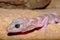 Head of a Reticulated Gecko, Coleonyx reticulatus