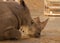 The head of a rhino close up which lies in the aviary