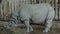 Head of a Rhino up close. the rhinoceros in captivity