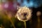 The head of a ripened dandelion in the rays of the evening sun