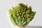 Head of a romanesco cauliflower or romanesque broccoli Brassica Oleracea, Botrytis cultivar.