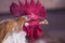 The head of the rooster on the side with a red large comb