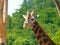 Head Rothschild giraffe Giraffa camelopardalis rotschildi