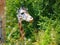 Head Rothschild giraffe Giraffa camelopardalis rotschildi