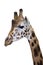 Head of a Rotschild giraffe (Giraffa camelopardali