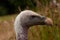 Head of Ruppell's griffon vulture (Gyps fulvus), close-up