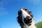 Head of Russian wolfhound against blue sky