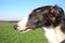 Head of Russian wolfhound - Borzoi